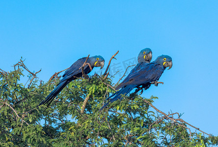 风信子金刚鹦鹉在巴西潘塔纳尔湿地交谈。