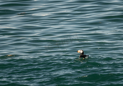 阿拉斯加苏厄德附近复活湾的小海雀