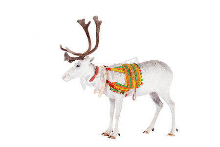 佩带传统鞔具的驯鹿或北美驯鹿