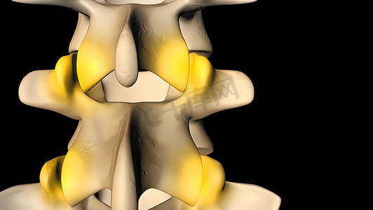 脊髓，正常椎间盘 3D