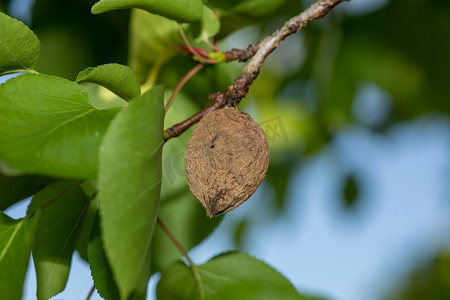 果树上的烂杏，Monilia laxa 侵染植物病