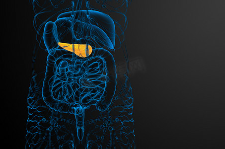 胰酶摄影照片_3d 渲染胆囊和胰腺的医学插图