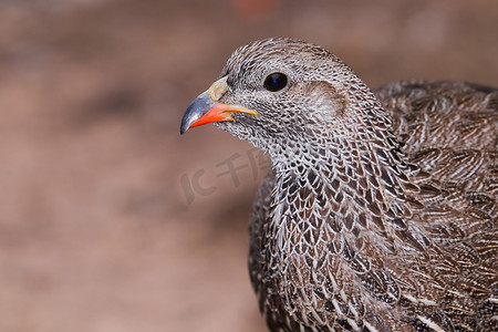 角雀鸟头部肖像特写 (Pternistis capensis)