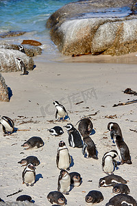 南非博尔德斯海滩繁殖海岸和野生动物保护区的黑脚非洲企鹅栖息地。