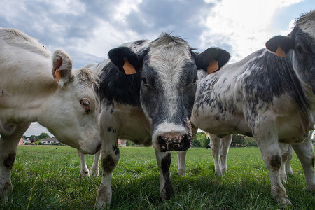 一群五颜六色的黑白奶牛在绿草的畜栏里吃草