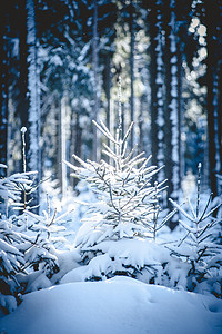 晒冬天摄影照片_雪林中的冷杉树