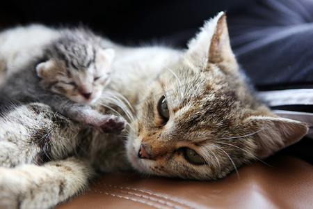 宠物的家庭摄影照片_猫妈妈和她的小猫
