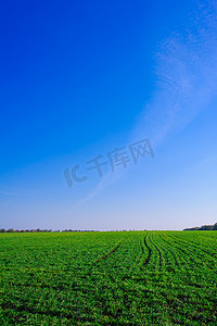乌克兰绿色麦田、蓝天和太阳、白云。