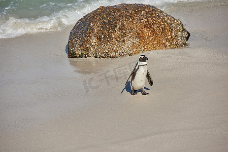南非开普敦博尔德斯海滩的黑脚企鹅，在沙滩上有复制空间。
