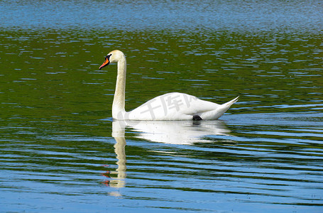 游动摄影照片_优美的白天鹅在湖中游动，天鹅在野外。