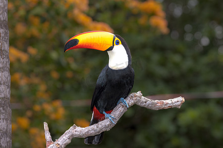一只托科巨嘴鸟栖息在巴西南马托格罗索州潘塔纳尔的树枝上。