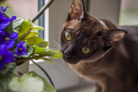 棕猫摄影照片_缅甸猫在家特写。