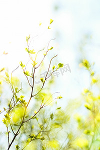 春天绿色植物摄影照片_春天的绿叶，自然背景