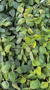 绿色大叶子摄影照片_田地里长着大叶子的年轻绿色大豆植物