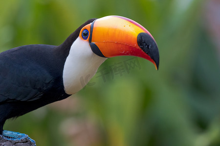 巴西南马托格罗索州潘塔纳尔湿地的托科巨嘴鸟特写。