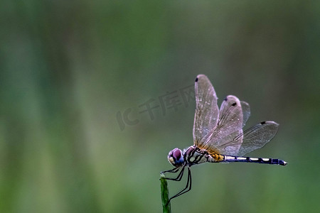 半透明翅膀摄影照片_蜻蜓美丽的色彩面在夏季环境自然场模糊绿色背景下植物长尾半透明翅膀野生动物上特写宏观小昆虫动物