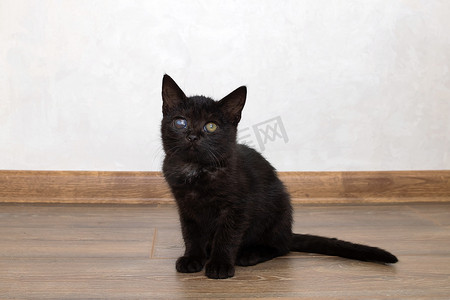 黑色摄影照片_小黑猫坐在地板上