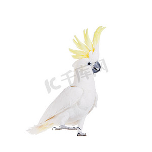 硫凤头鹦鹉，孤立在白色