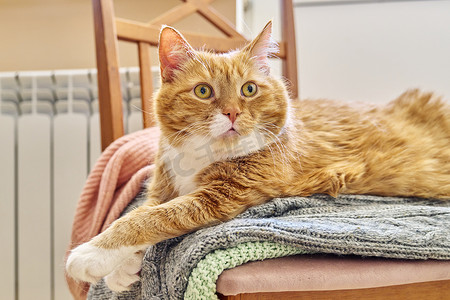 大红滑稽的猫在秋冬寒冷季节靠近暖气片取暖