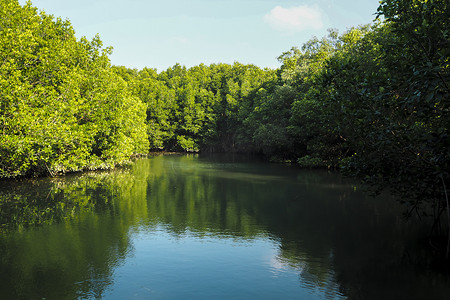 红树林树木反射在湖水或河流与 bluesky。