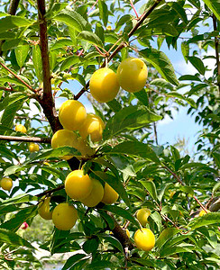 黄色李子，树枝上的樱桃李果，成熟的果实收获，果树。