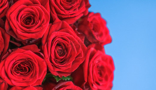 蓝色背景中的豪华红玫瑰花束，鲜花作为节日礼物