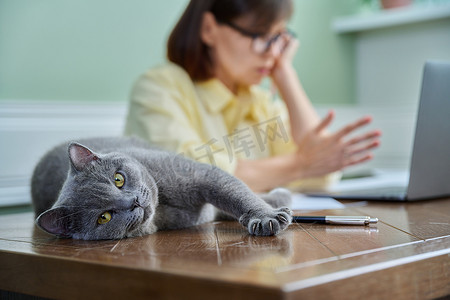 放松的猫躺在桌子上的特写，靠近女主人用笔记本电脑工作