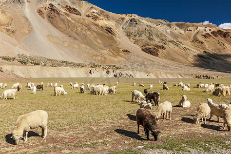 喜马拉雅山的帕什米纳绵羊和山羊群。