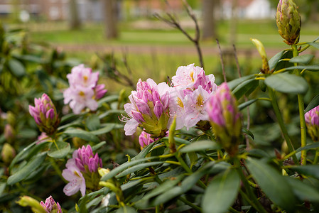 粉紫色摄影照片_春天花园里的粉紫色杜鹃花芽