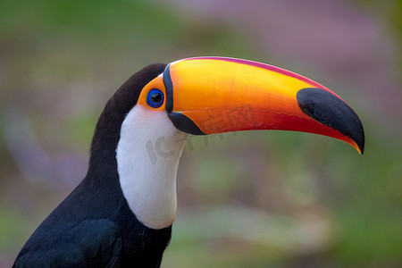 巴西南马托格罗索州潘塔纳尔湿地的托科巨嘴鸟特写。