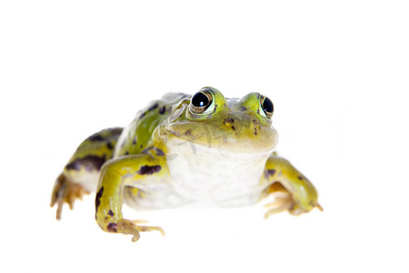 白色的绿池青蛙，Pelophylax Lessonae