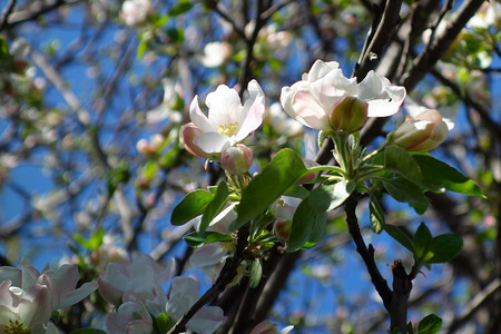 灿烂的苹果花在三月的清新空气中绽放 2