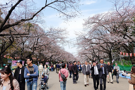 春天樱花节摄影照片_樱花季的上野公园