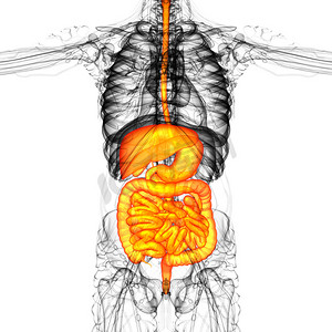 胃肝肾摄影照片_3d 渲染人体消化系统的医学插图