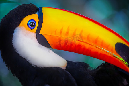 潘塔纳尔摄影照片_巴西潘塔纳尔湿地色彩缤纷的托科巨嘴鸟热带鸟