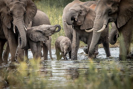 克鲁格国家公园里一群正在喝酒的大象