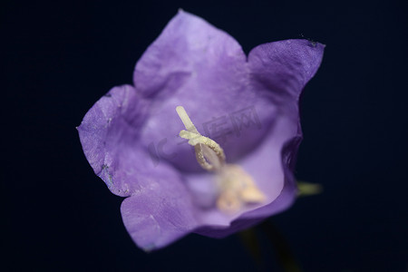 蓝色花朵盛开的特写时尚植物背景风铃草属菱形科风铃草科大尺寸印花高品质