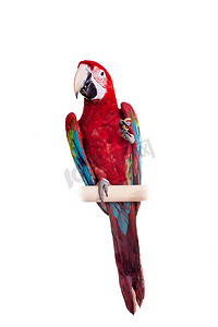 羽毛红色摄影照片_白色背景上的红色和绿色金刚鹦鹉