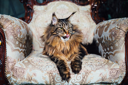 古董椅子上的缅因猫