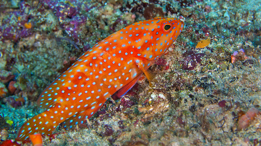 珊瑚石斑鱼，北阿里环礁，马尔代夫