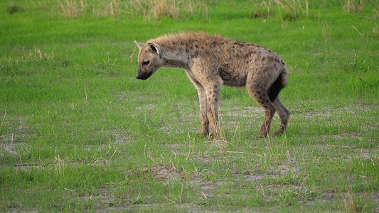 鬣狗在稀树草原上漫步