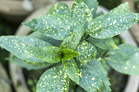 礼花金粉摄影照片_Codiaeum variegatum 金粉植物特写