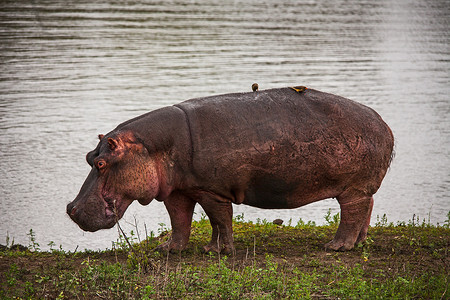 咄咄逼人摄影照片_放牧河马（Hippopotamus amphibius）15114