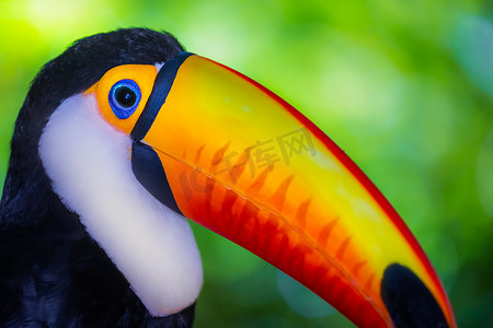 潘塔纳尔摄影照片_巴西潘塔纳尔湿地色彩缤纷的托科巨嘴鸟热带鸟