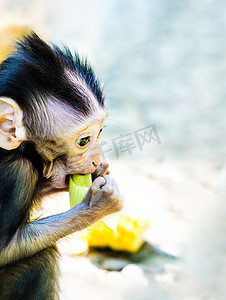 宝宝母乳摄影照片_巴厘岛长尾猴宝宝拿着水果