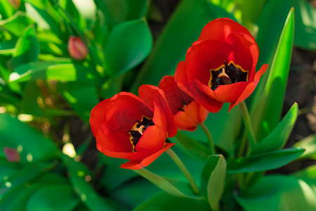 郁金香在春天开了红色的花蕾