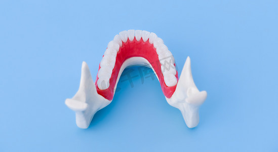 下颌与牙齿和牙龈解剖模型