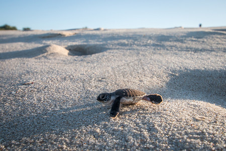 游猎摄影照片_绿海龟在海滩上孵化。
