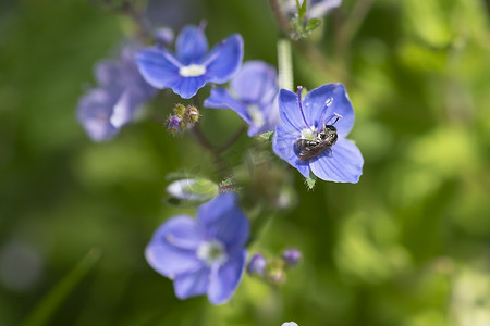春天，小黑黄蜂在模糊的绿草上收集蓝花上的花粉