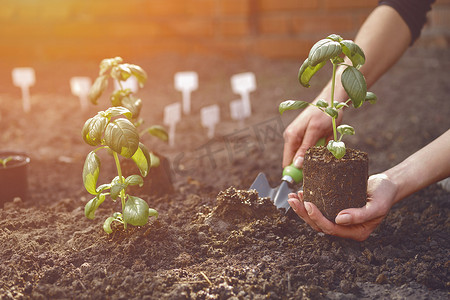 无名园丁的手正在用小花园铲，在土壤中拿着年轻的绿色罗勒幼苗或植物。